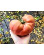 Tomato 'Cherokee Rose' Seeds (Certified Organic)