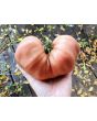 Tomato 'Cherokee Rose' Seeds (Certified Organic)