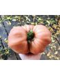 Tomato 'Cherokee Rose' Seeds (Certified Organic)