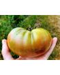 Tomato 'Amazon Chocolate'