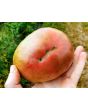 Tomato 'Amazon Chocolate'