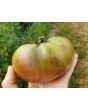 Tomato 'Amazon Chocolate'
