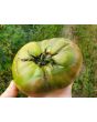 Tomato 'Amazon Chocolate'