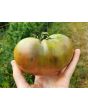 Tomato 'Amazon Chocolate'