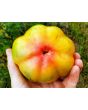Tomato 'Polish Pastel' 