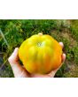 Tomato 'Polish Pastel' 