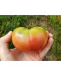 Tomato 'Ponderosa Pink' 