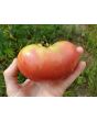 Tomato 'Ponderosa Pink' 