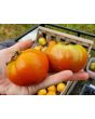Tomato 'Pierrette'