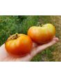 Tomato 'Pierrette'