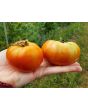 Tomato 'Pierrette'