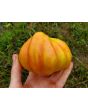 Tomato 'Polish Pastel' 