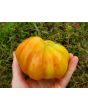 Tomato 'Polish Pastel' 
