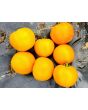 Tomato 'Amish Yellow'