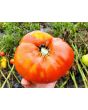 Tomato 'Red Brandywine, Potato Leaf' 
