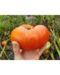 Tomato 'Red Brandywine, Potato Leaf' 