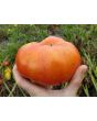 Tomato 'Red Brandywine, Potato Leaf' 