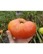 Tomato 'Red Brandywine, Potato Leaf' 