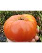 Tomato 'Red Brandywine, Potato Leaf' 