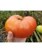 Tomato 'Red Brandywine, Potato Leaf' 