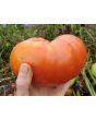 Tomato 'Red Brandywine, Potato Leaf' 