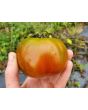 Tomato 'Rosso Bruno' AKA 'Kumato' Seeds (Certified Organic)