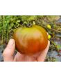 Tomato 'Rosso Bruno' AKA 'Kumato' Seeds (Certified Organic)