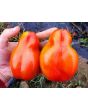 Tomato 'Scatalone 2'