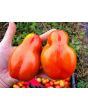 Tomato 'Scatalone 2'