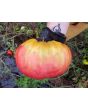 Tomato 'Ponderosa Pink' 