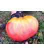 Tomato 'Ponderosa Pink' 