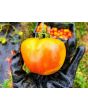 Tomato 'Old German' 