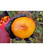 Tomato 'Old German' 