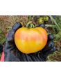 Tomato 'Old German' 