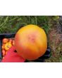 Tomato 'Old German' 