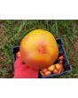 Tomato 'Old German' 