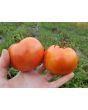 Tomato 'Sioux' 