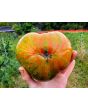 Tomato 'Summer of Love' Seeds (Certified Organic)