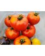 Tomato 'Wisconsin 55' Seeds (Certified Organic)