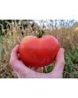 Tomato 'Wisconsin 55' Seeds (Certified Organic)