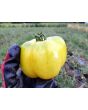 Tomato 'Yellow Stuffer' 