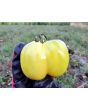 Tomato 'Yellow Stuffer' 