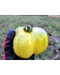 Tomato 'Yellow Stuffer' 