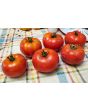 Tomato 'Wisconsin 55' Seeds (Certified Organic)