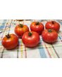 Tomato 'Wisconsin 55' Seeds (Certified Organic)