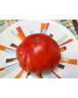 Tomato 'Giganta Zenta Semi' Seeds (Certified Organic)