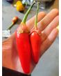 Hot Pepper ‘Bleeding Rawit White' Seeds (Certified Organic)