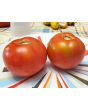 Tomato 'Earliana' Seeds (Certified Organic)