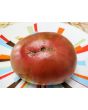 Tomato 'Amazon Chocolate'