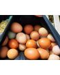 Farm Fresh Eggs Howell, Michigan